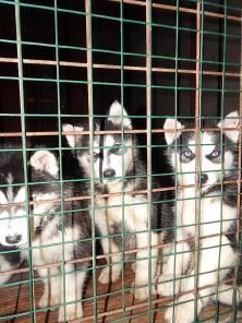 Продам щенков породы Сибиский Хаски