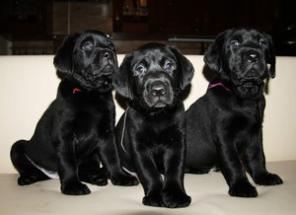 ������� ����� ���������-���������