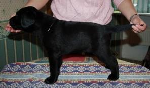 ������� ����� ���������-���������