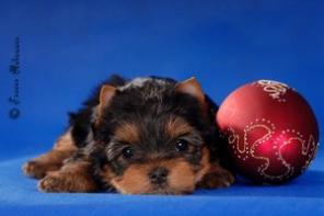 Продаются щенки йоркширского терьера