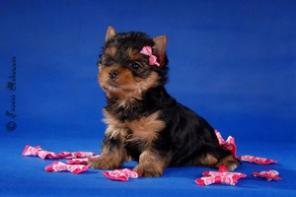 Продаются щенки йоркширского терьера