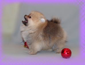 Продается щенок померанского шпица.