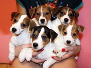 ����� - ���� ������ ������