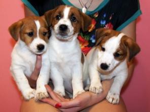 ����� - ���� ������ ������