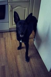 ����������� ������(5 �������) � ���, 45 �� � �����