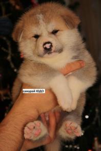 ���������� ������� �� �������