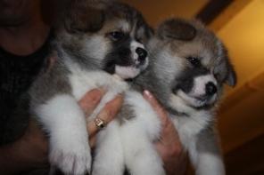 ���������� ������� �� �������