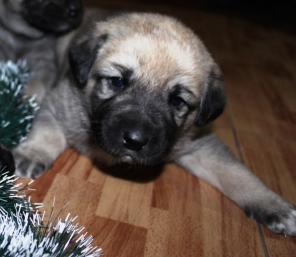 ����� ������������ ������� (�������) � �����������