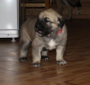 ����� ������������ ������� (�������) � �����������