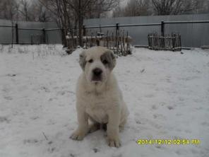 Щенки Среднеазиатской овчарки