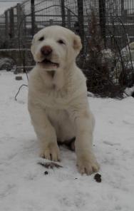 Щенки Среднеазиатской овчарки