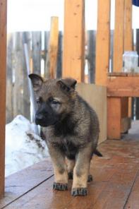 щенки немецкой овчарки