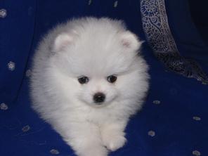 ���� ����������� ����������� �� 15�.�.