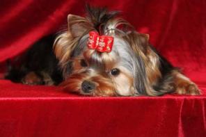 кобель йорка приглашает на вязку.