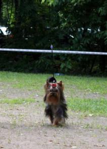 кобель йорка приглашает на вязку.