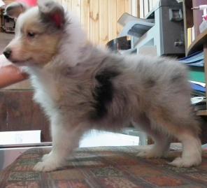 ����� ������ ������