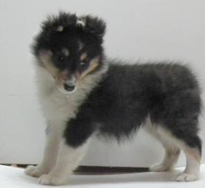 ����� ������ ������