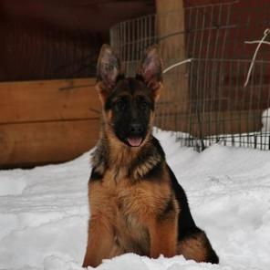 ������������� ����� �������� �������