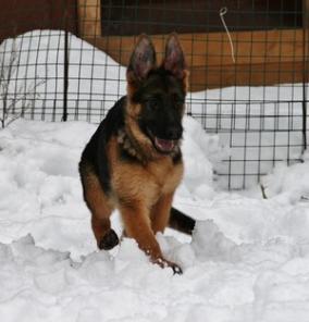 ������������� ����� �������� �������