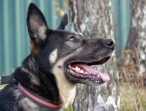 Джекки, красавец-мужчина, ищет дом