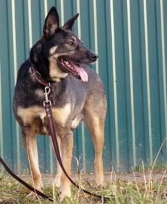 Джекки, красавец-мужчина, ищет дом