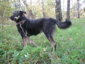 ����, �������������� �������, ���� ���