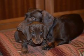 ������� ������ ����������� �����