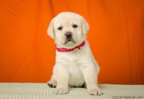 ������� ����� ��������� �� ���������