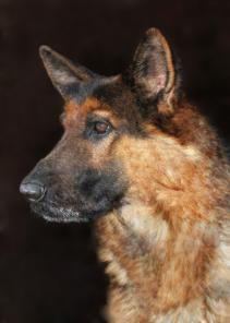 ОСКАР. Кобель немецкой овчарки в добрые руки!