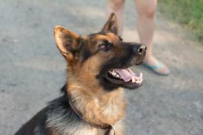 ОСКАР. Кобель немецкой овчарки в добрые руки!