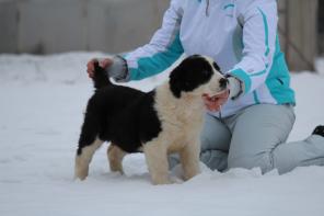 ����� ������