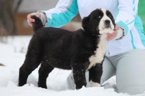 ����� ������