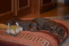 ����� ����� �������-�������� � �����������