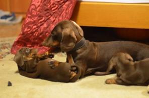 ����� ����� �������-�������� � �����������