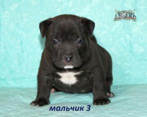 ����� ������������� �����. ���: �����.