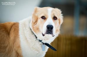 �����-�������� �������� � ���