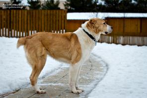 �����-�������� �������� � ���