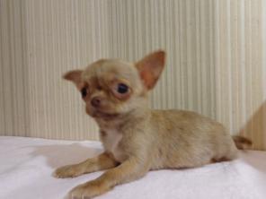 Красивая породная девочка чихуахуа супер мини