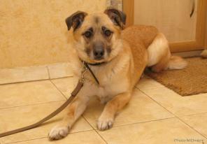 Марсель, Мася, -трогательный пес в добрые руки