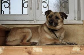 Марсель, Мася, -трогательный пес в добрые руки