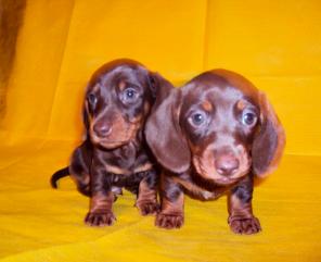 �����- ���������� ��������