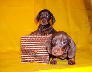 �����- ���������� ��������