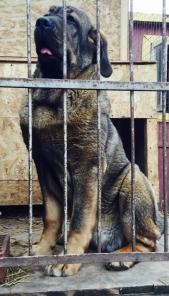 Пpодаю щенкoв.