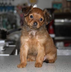 ������������� �������-����� ������� �������� ���