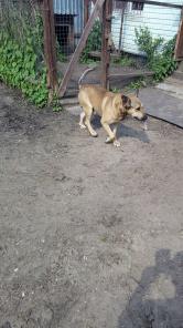 Срочно ищет дом бывшедомашний пес Эдди