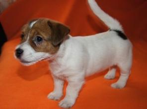 Щенки Джек Рассел терьер