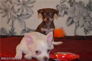 ���� �������� �������.