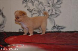 ���� �������� �������.