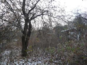 ������ �������