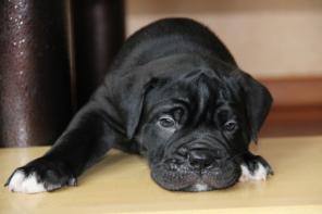 ��������� ����� ���� �����